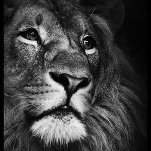 Meet your Posher, Leo